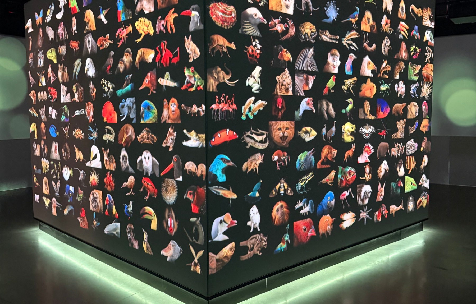 The Photo Ark cube turns an archive of portraits into a single, immersive encounter.
